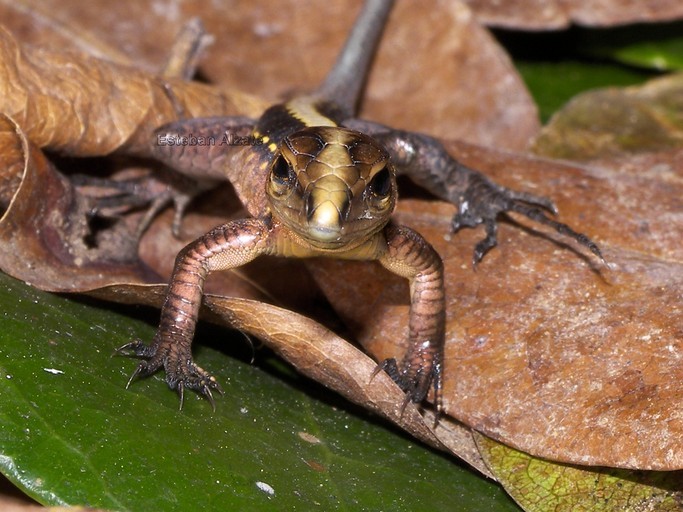 Image of Ameiva Lizard