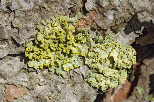 Image of Gilded Sunshine Lichen