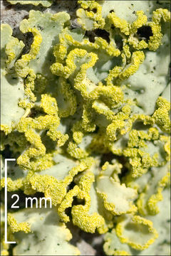 Image of Gilded Sunshine Lichen