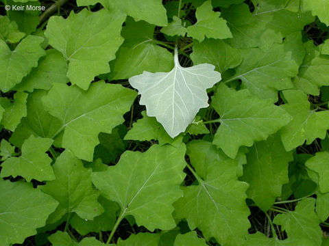 Image of American trailplant