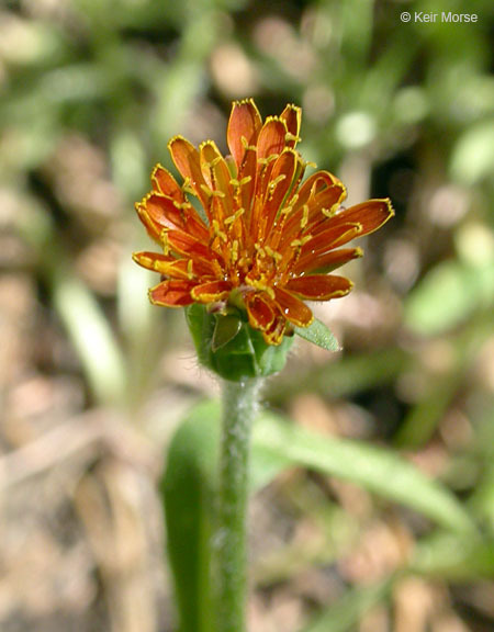 Image of orange agoseris