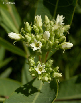 Image of Indian-hemp