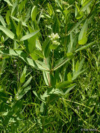 Image of Indian-hemp