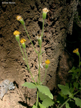 Image of rayless arnica