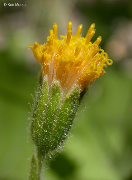 Image of rayless arnica