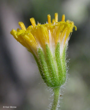 Image of rayless arnica