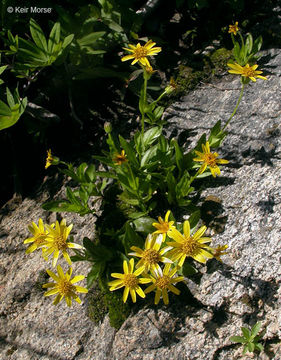 Слика од Arnica lanceolata subsp. prima (Maguire) Strother & S. J. Wolf