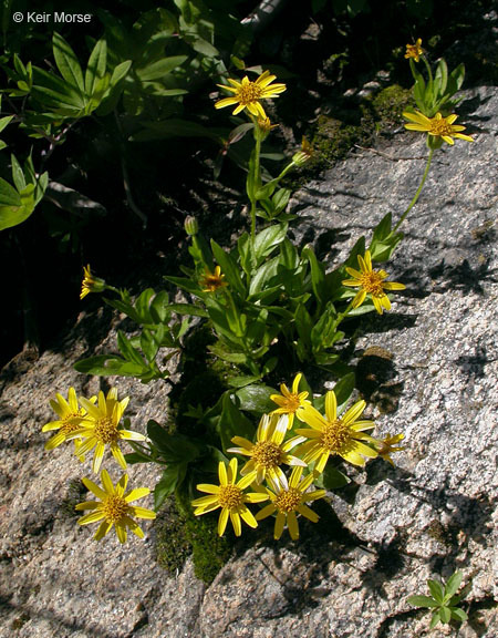 Image of Arnica lanceolata subsp. prima (Maguire) Strother & S. J. Wolf