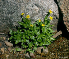 Image of Arnica lanceolata subsp. prima (Maguire) Strother & S. J. Wolf