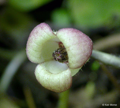 Image de Asarum lemmonii S. Wats.