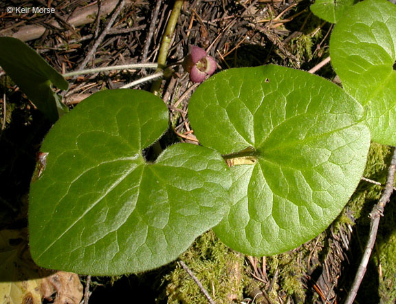 Image de Asarum lemmonii S. Wats.