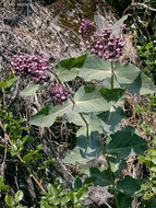 Image of heartleaf milkweed