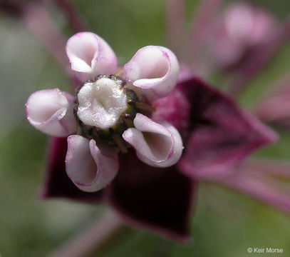 Image of heartleaf milkweed