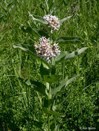 Image of showy milkweed