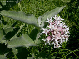 Image of showy milkweed