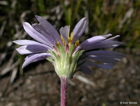 Image of tundra aster