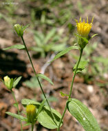 Imagem de Eucephalus breweri (A. Gray) G. L. Nesom