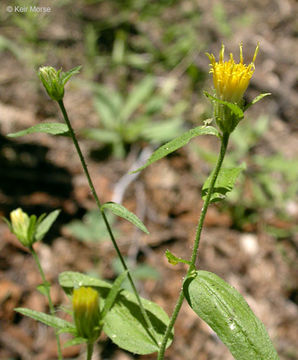 Image de Eucephalus breweri (A. Gray) G. L. Nesom