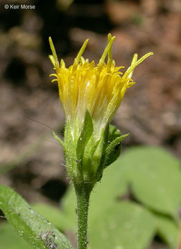 Image de Eucephalus breweri (A. Gray) G. L. Nesom