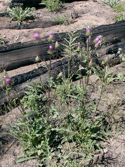 Imagem de Cirsium andersonii (A. Gray) Petr.