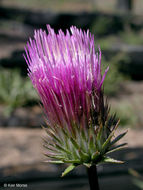 Image of rose thistle