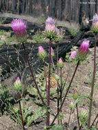 Image of rose thistle