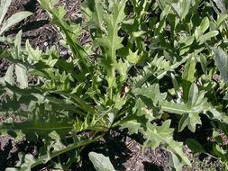 Imagem de Cirsium andersonii (A. Gray) Petr.