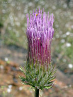 Image of rose thistle