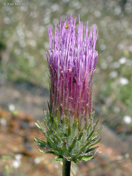 Image of rose thistle