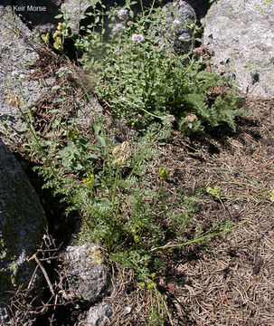 Image of <i>Cymopterus terebinthinus</i>