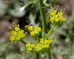 Imagem de <i>Cymopterus terebinthinus</i>