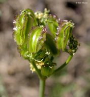 Imagem de <i>Cymopterus terebinthinus</i>