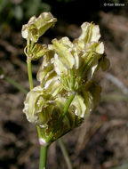 <i>Cymopterus terebinthinus</i> resmi