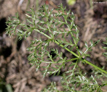 Imagem de <i>Cymopterus terebinthinus</i>