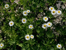 Image of large mountain fleabane