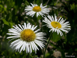 Image of large mountain fleabane