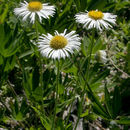 Sivun Erigeron coulteri Parter & Coulter kuva