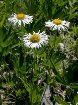 Image de Erigeron coulteri Parter & Coulter