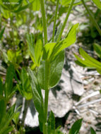 Image of large mountain fleabane