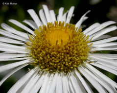 Image of large mountain fleabane