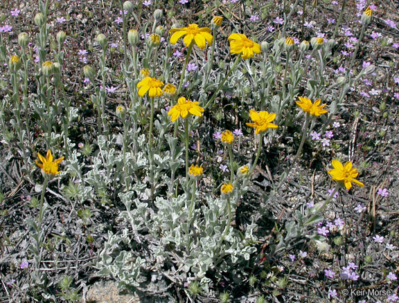 Image of common woolly sunflower