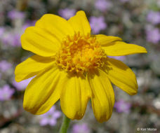 Image of common woolly sunflower