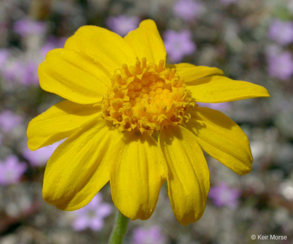 Image of common woolly sunflower