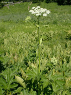 Image of common cowparsnip