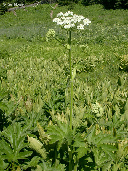 Image of common cowparsnip