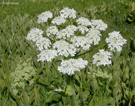 Image of common cowparsnip