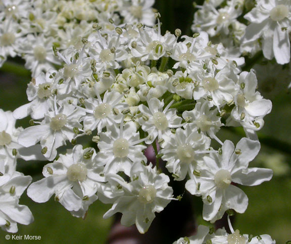 Image of common cowparsnip