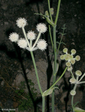 Image de <i>Sphenosciadium capitellatum</i>