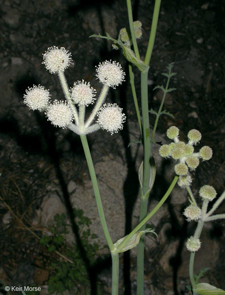 Image of <i>Sphenosciadium capitellatum</i>