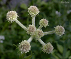 Image of <i>Sphenosciadium capitellatum</i>